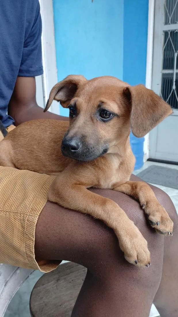 Cachorro raça SRD-ViraLata idade 2 a 6 meses nome Fred