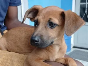 Cachorro raça SRD-ViraLata idade 2 a 6 meses nome Fred