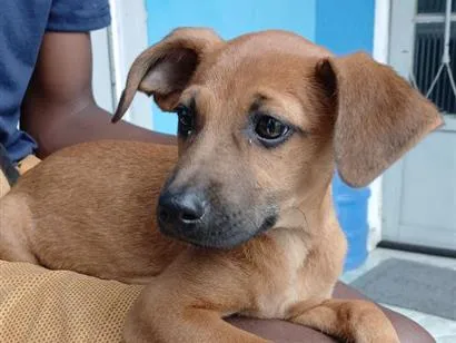 Cachorro raça SRD-ViraLata idade 2 a 6 meses nome Fred