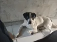 Bolt