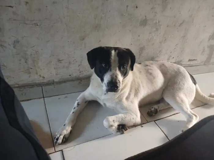 Cachorro raça SRD-ViraLata idade 2 a 6 meses nome Bolt