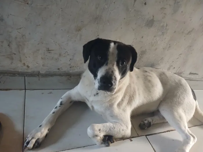 Cachorro raça SRD-ViraLata idade 2 a 6 meses nome Bolt