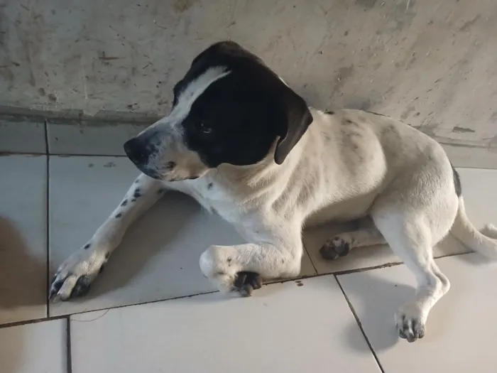 Cachorro raça SRD-ViraLata idade 2 a 6 meses nome Bolt