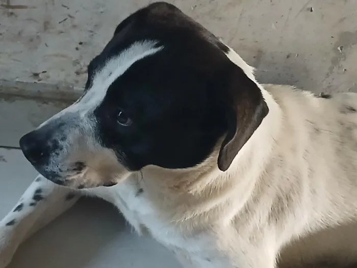 Cachorro raça SRD-ViraLata idade 2 a 6 meses nome Bolt