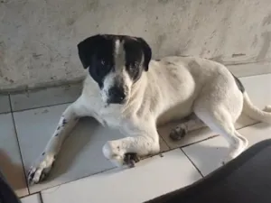Cachorro raça SRD-ViraLata idade 2 a 6 meses nome Bolt