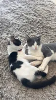 Kush e Simba 