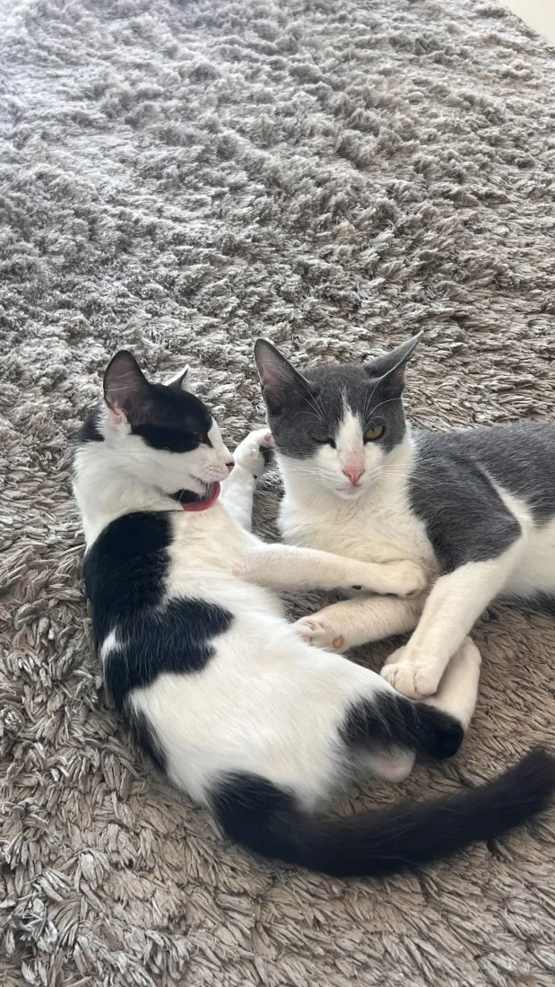 Gato raça SRD-ViraLata idade 2 a 6 meses nome Kush e Simba 
