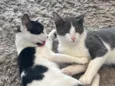 Kush e Simba 