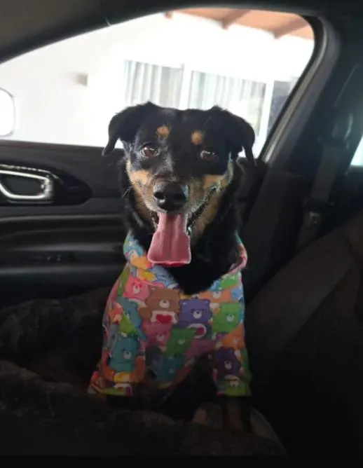Cachorro raça SRD-ViraLata idade 2 anos nome Bidu