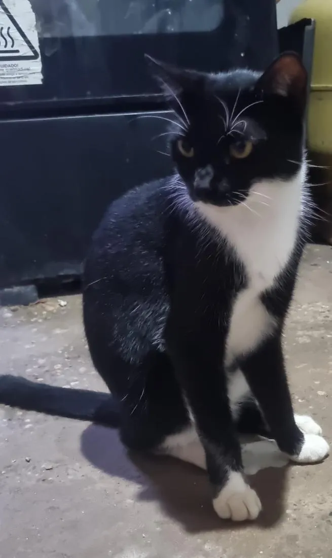 Gato raça SRD-ViraLata idade 3 anos nome Mona Lisa