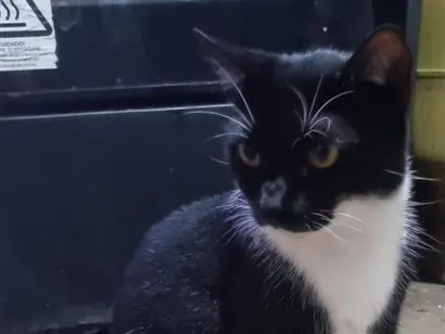 Gato raça SRD-ViraLata idade 3 anos nome Mona Lisa