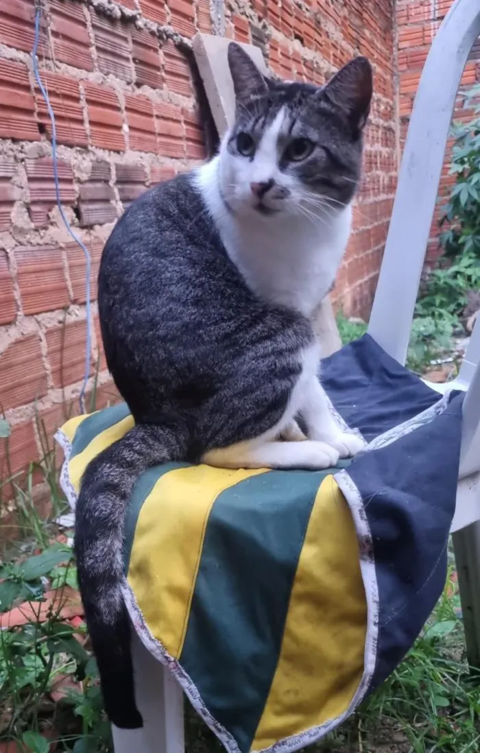 Gato raça SRD-ViraLata idade 3 anos nome Sansão 