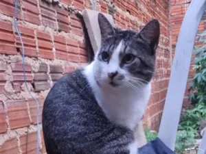 Gato raça SRD-ViraLata idade 3 anos nome Sansão 