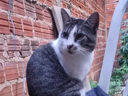 Gato raça SRD-ViraLata idade 3 anos nome Sansão 