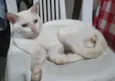 Flocão 