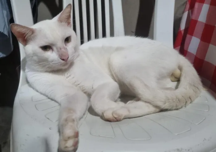 Gato raça SRD-ViraLata idade 3 anos nome Flocão 