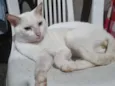 Flocão 