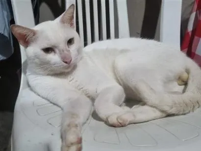 Gato raça SRD-ViraLata idade 3 anos nome Flocão 