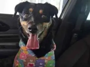 Cachorro raça SRD-ViraLata idade 2 anos nome Bidu
