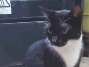 Gato raça SRD-ViraLata idade 3 anos nome Mona Lisa