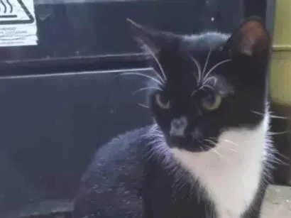 Gato raça SRD-ViraLata idade 3 anos nome Mona Lisa