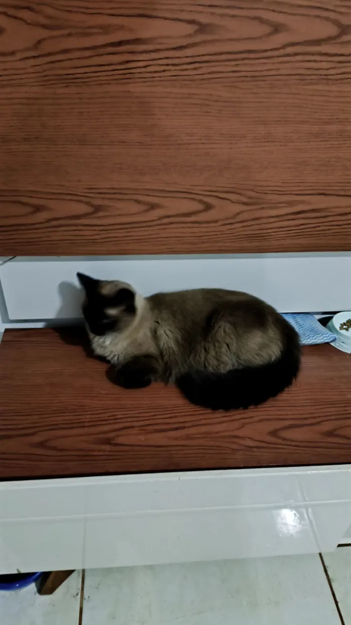 Gato raça Siamês idade 6 ou mais anos nome tonny