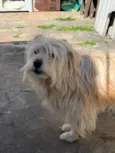 Amora