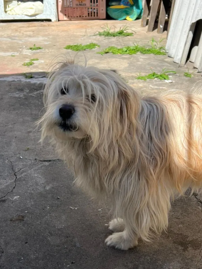 Cachorro raça SRD-ViraLata idade 4 anos nome Amora