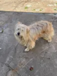 Amora