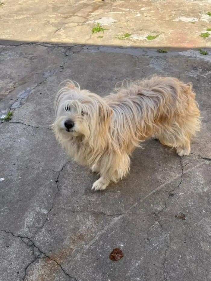 Cachorro raça SRD-ViraLata idade 4 anos nome Amora