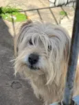 Amora