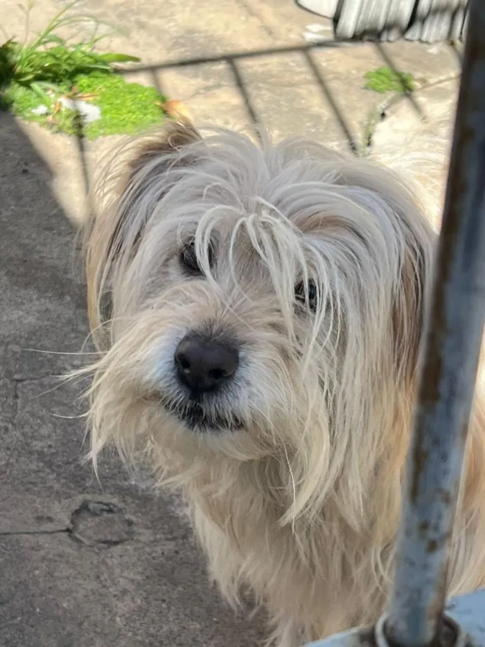 Cachorro raça SRD-ViraLata idade 4 anos nome Amora