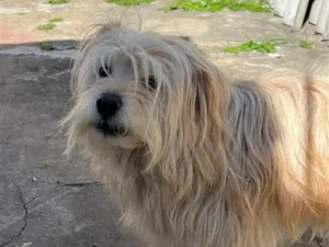 Cachorro raça SRD-ViraLata idade 4 anos nome Amora