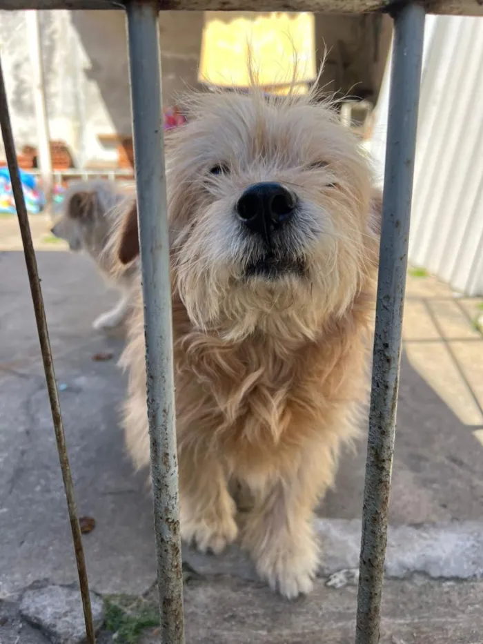 Cachorro raça SRD-ViraLata idade 5 anos nome Angel