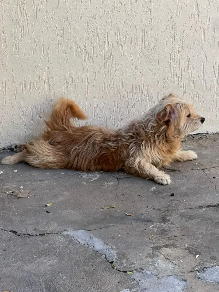 Cachorro raça SRD-ViraLata idade 5 anos nome Angel