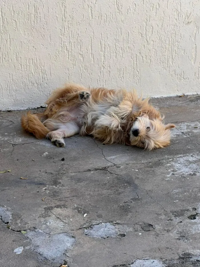 Cachorro raça SRD-ViraLata idade 5 anos nome Angel