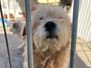 Cachorro raça SRD-ViraLata idade 5 anos nome Angel
