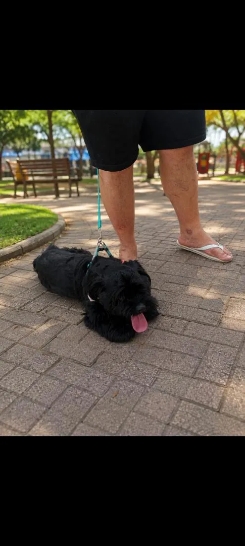Cachorro raça Shitzu idade 7 a 11 meses nome like