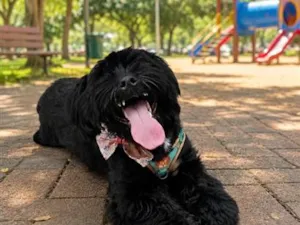 Cachorro raça Shitzu idade 7 a 11 meses nome like