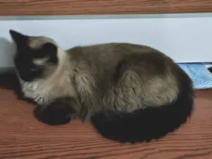 Gato raça Siamês idade 6 ou mais anos nome tonny