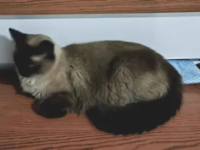 Gato raça Siamês idade 6 ou mais anos nome tonny