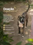 Onça