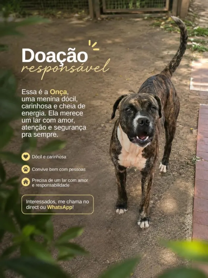 Cachorro raça Boxer idade 1 ano nome Onça