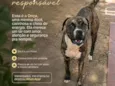 Onça