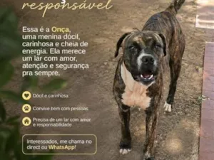 Cachorro raça Boxer idade 1 ano nome Onça