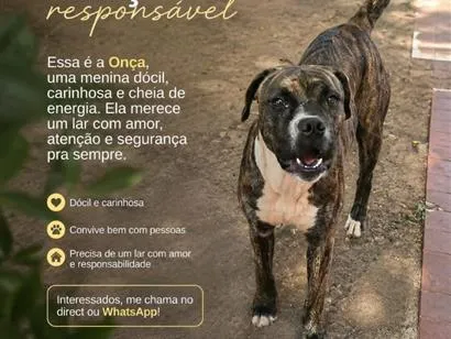 Cachorro raça Boxer idade 1 ano nome Onça
