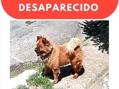 Cachorro raça SRD-ViraLata idade 5 anos nome Feioso