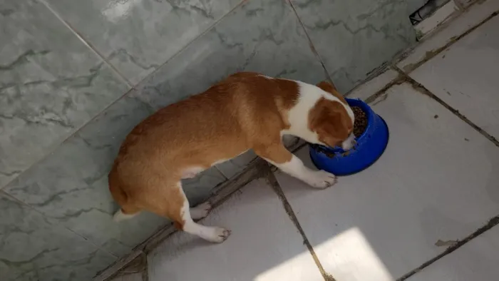 Cachorro raça SRD-ViraLata idade 2 a 6 meses nome Scar