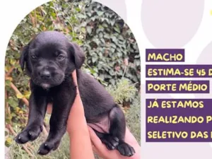 Cachorro raça SRD-ViraLata idade Abaixo de 2 meses nome Auditora