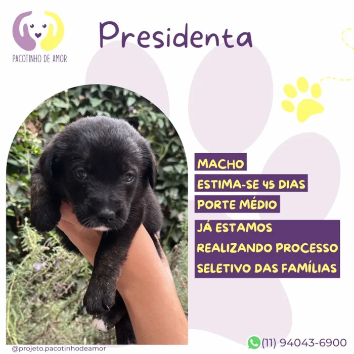 Cachorro raça SRD-ViraLata idade Abaixo de 2 meses nome Presidenta